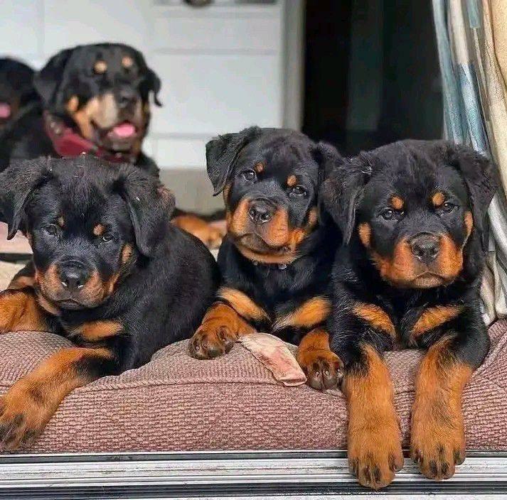 Rottweiler Puppies Near Me | Facebook