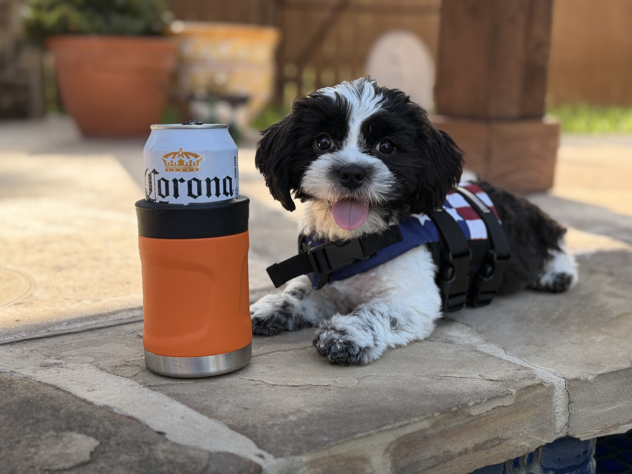 Today’s zany adventure took me to Hops & Hounds with my @SATX Shih Tzu ...