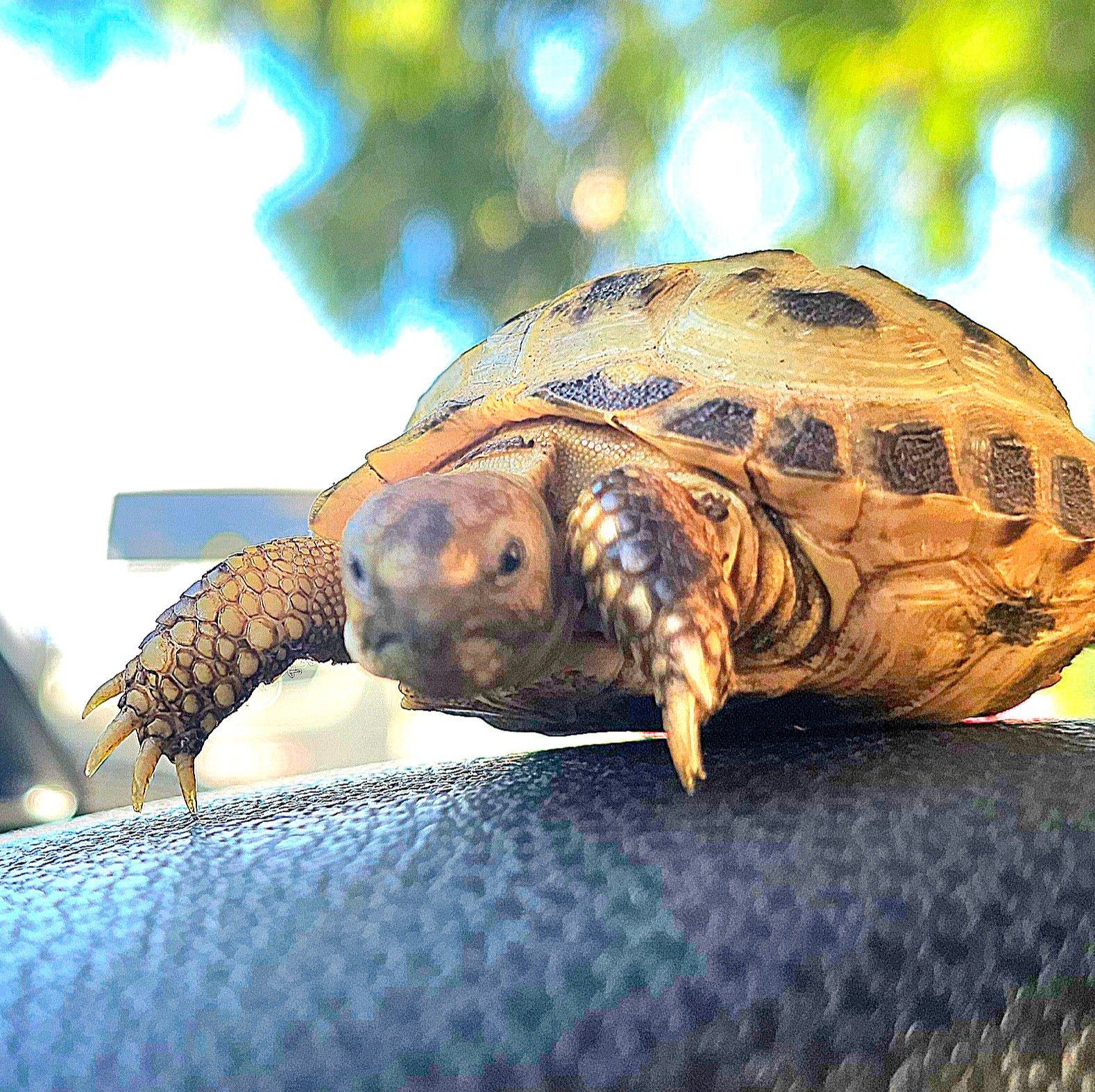 Wait, where did it go?? ☘️ | Eza Turtle