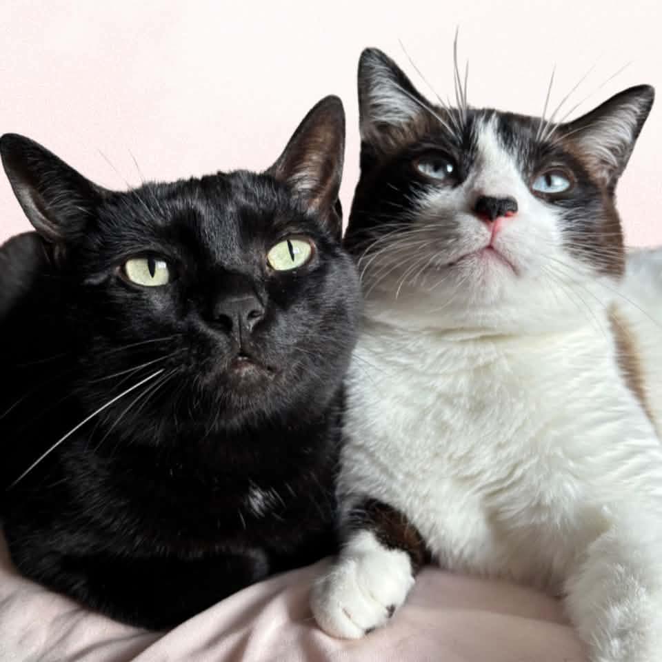 #catsofinstagram #catlover #catstagram #cats #cats_of_world | The Pinkats