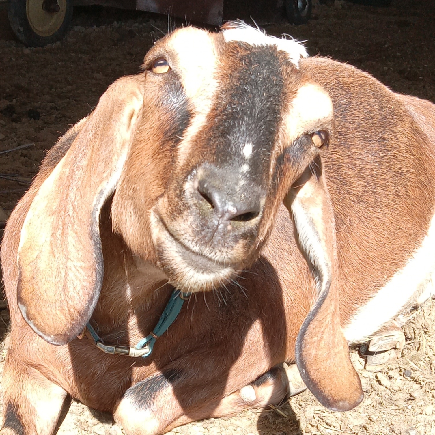 Genesis Grove Farmstead