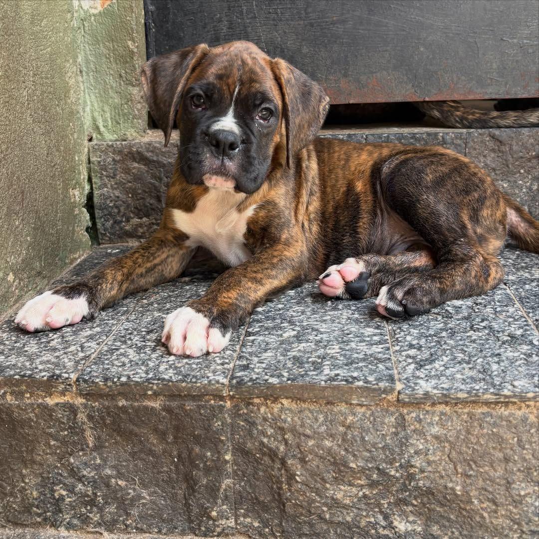 Boxers Puppies (Adopt & Re-home) | If you had the funds will you ...