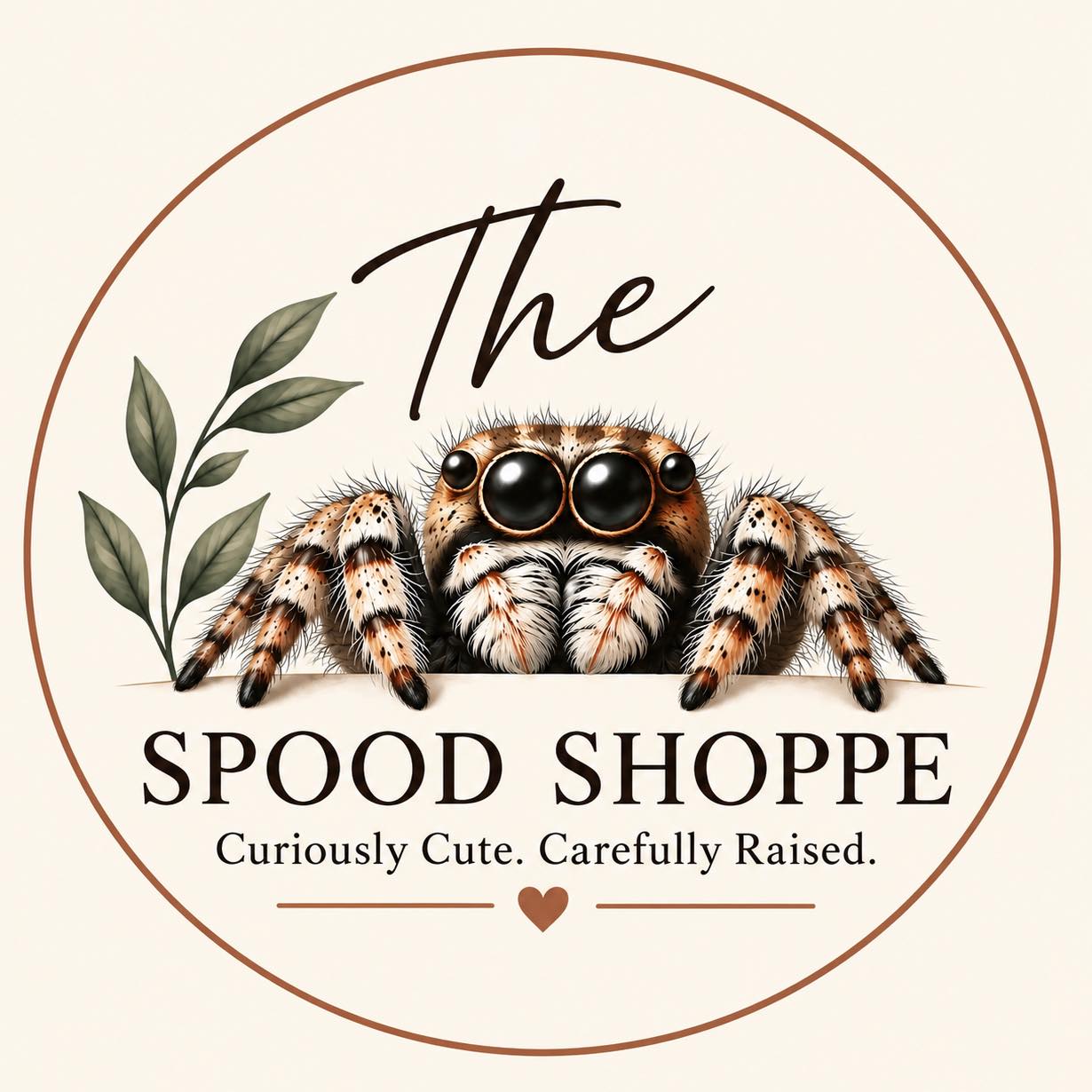 Jumping spiders USA | Hello so I'm wondering if this is a regal or bold ...