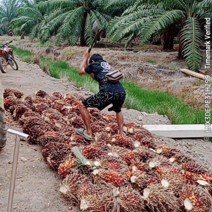 Dul? #pepadaanjua #aibayibanjar #banjarbanar #komedibanjar #adul ...
