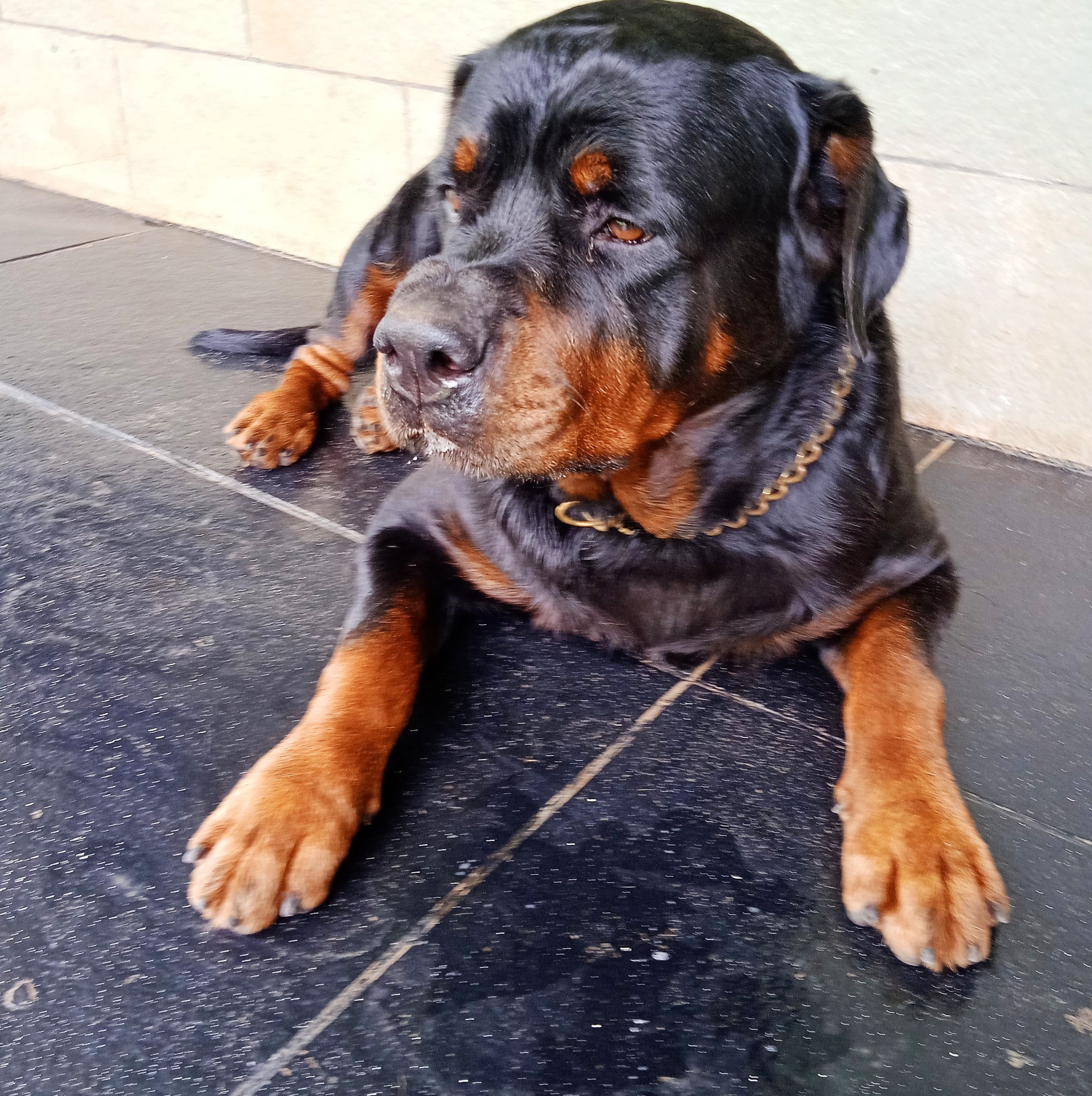 The giant is feeling dangerous today! 🔥🐺 #rottweiler #fypシ゚viralシ #fypシ ...