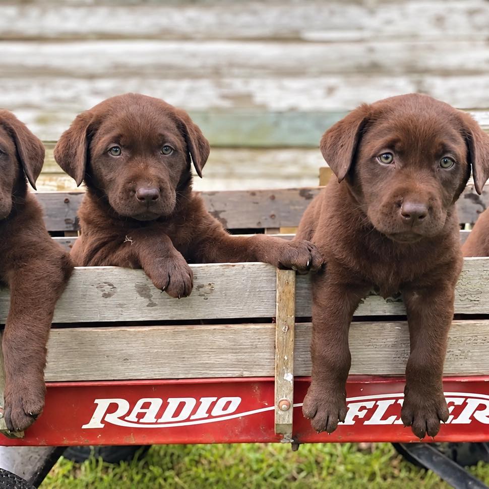 Chocolate Labs For Rehoming And Adoption | Facebook
