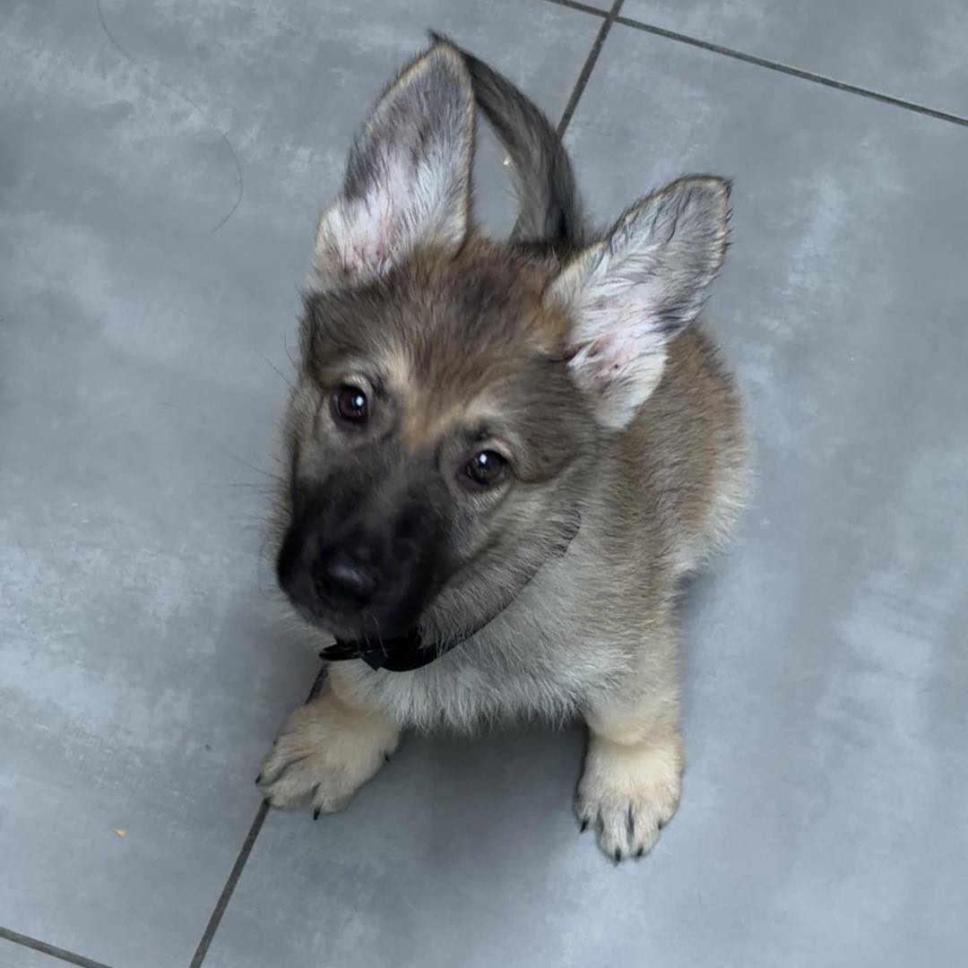 Apparently they call this “brain training”. 🧠🐺 I call it: do random ...