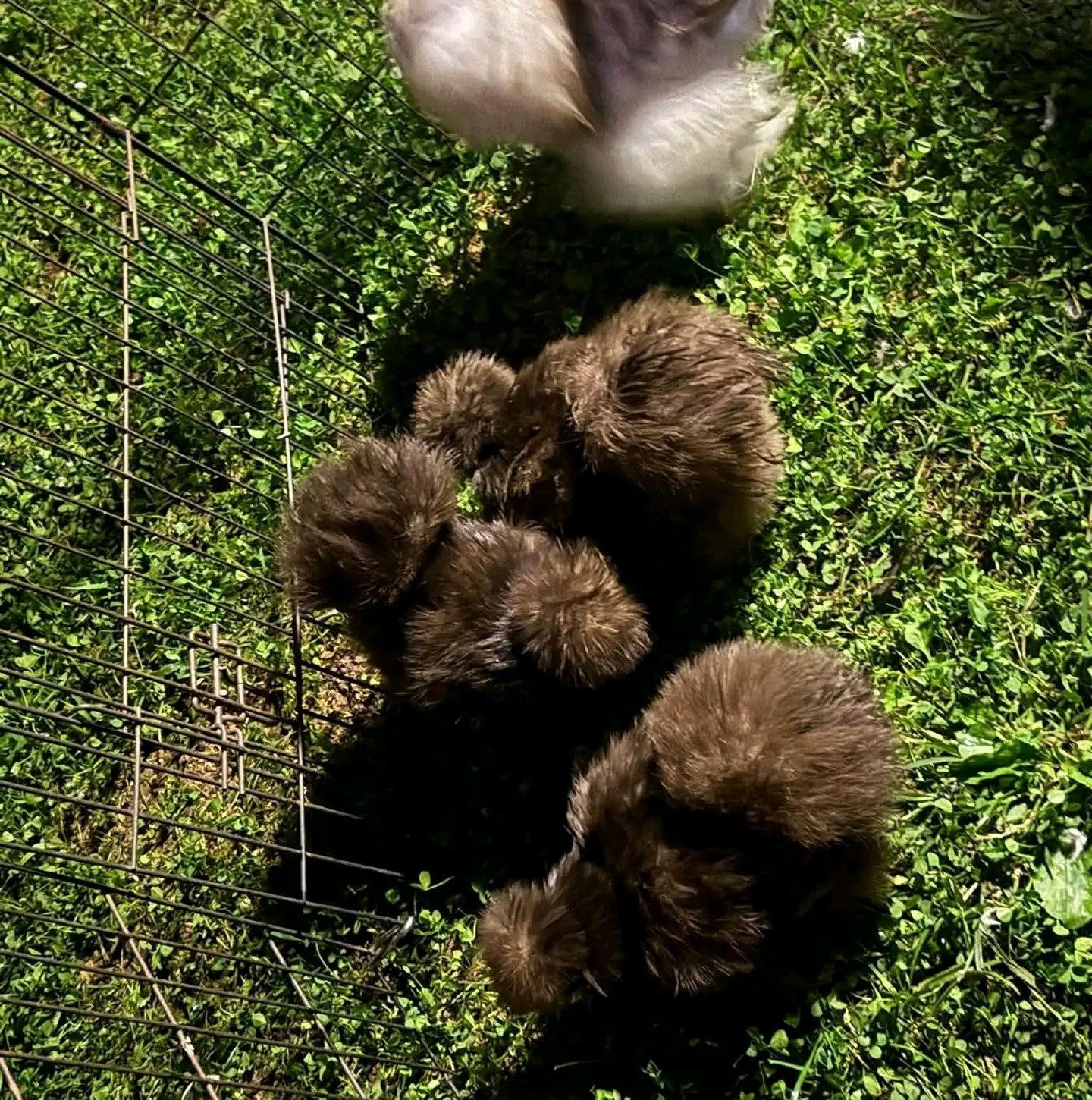 silkie checken for sale and rehoming | I’ve been thinking about ...