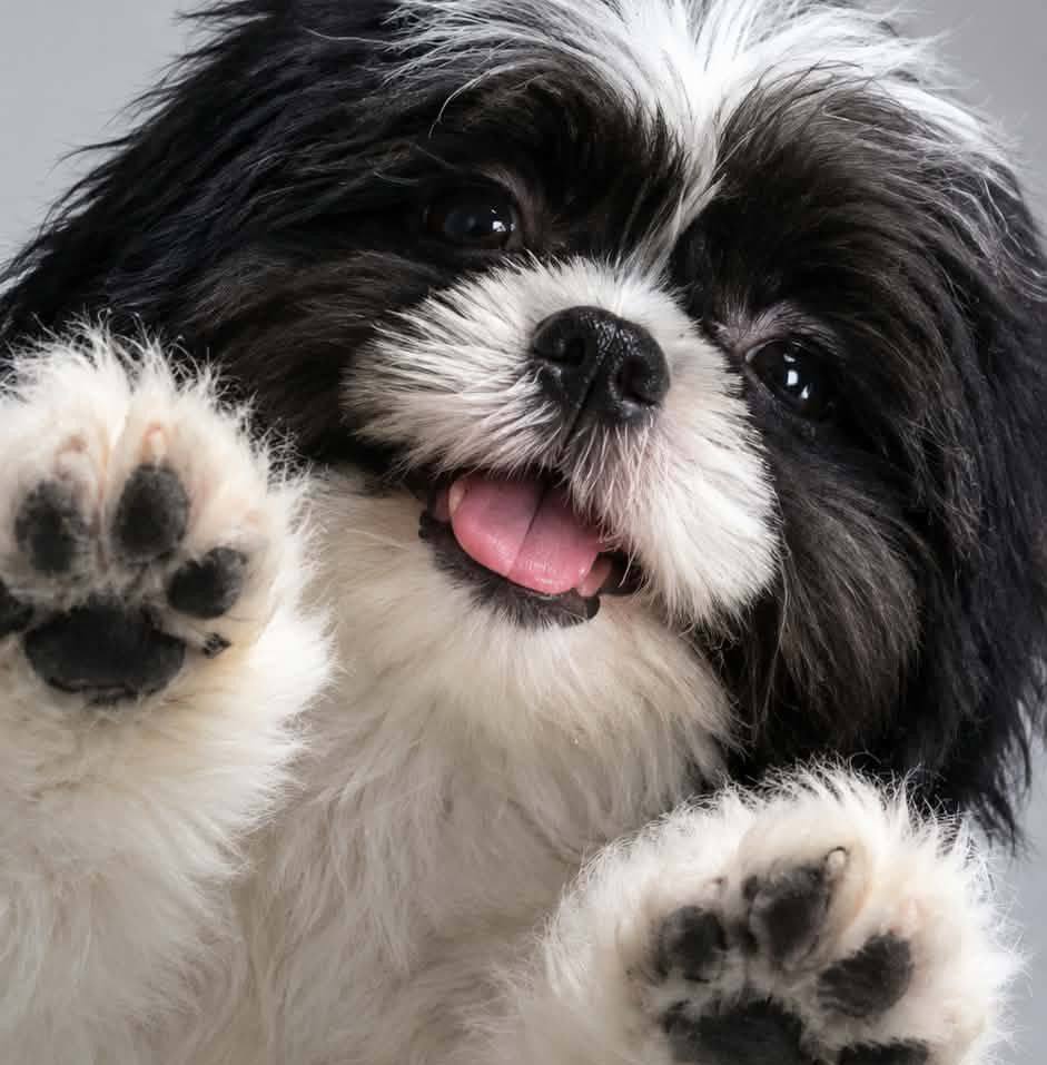 Bakit ka ba nagagalit?😭🤣 #fbreels #shihtzu #cutepuppies #reelsvideo # ...