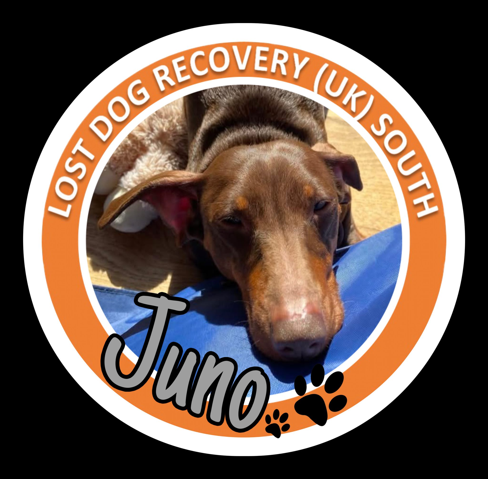 🙏🏻JUNO HAS BEEN SIGHTED... - Juno is Missing - Gosport PO13 | Facebook