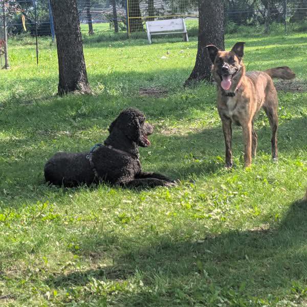 Chocolate Labs For Rehoming And Adoption | Facebook
