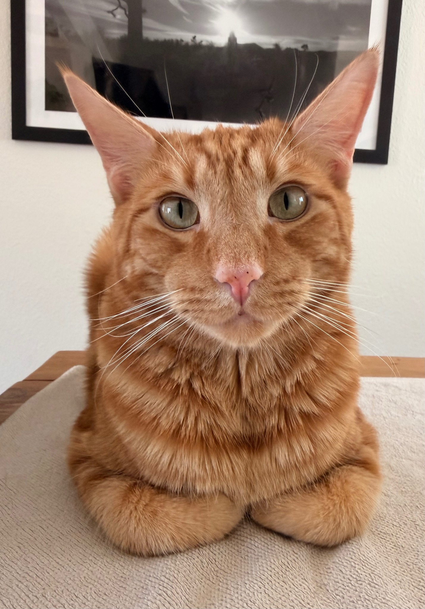 Missing Pets in the Morongo Basin | My sweet boy Frank is missing ...