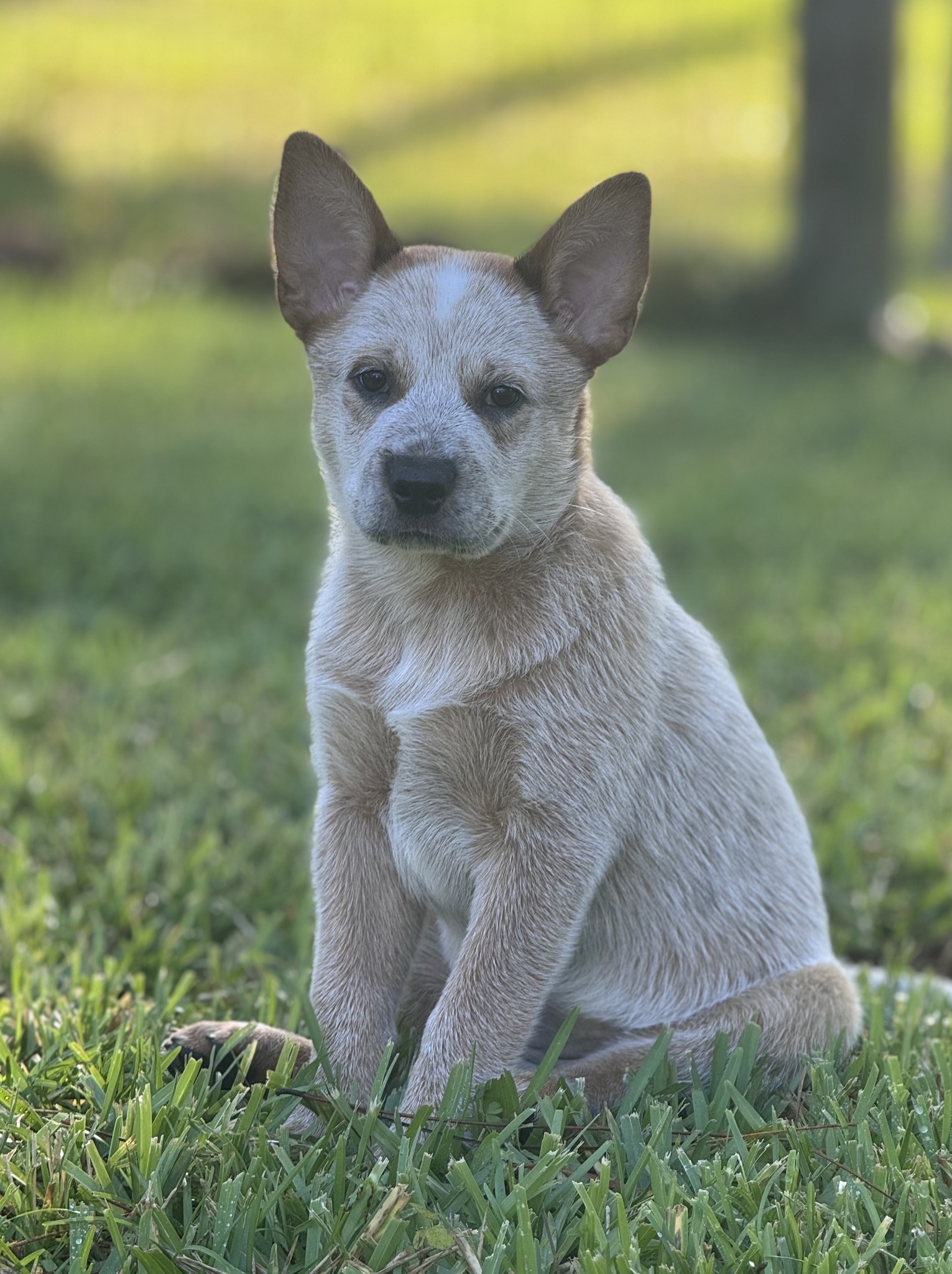 Kimber the Cattle Dog on Reels