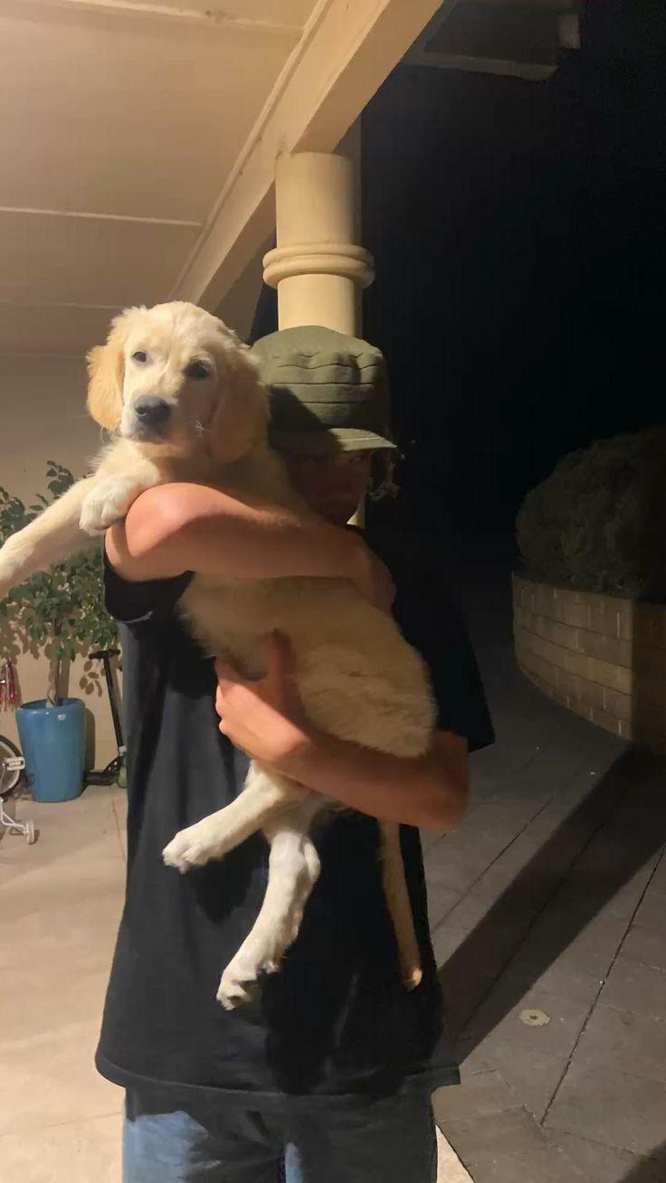 Crystal Lynn - Missing dog in Destin | Facebook