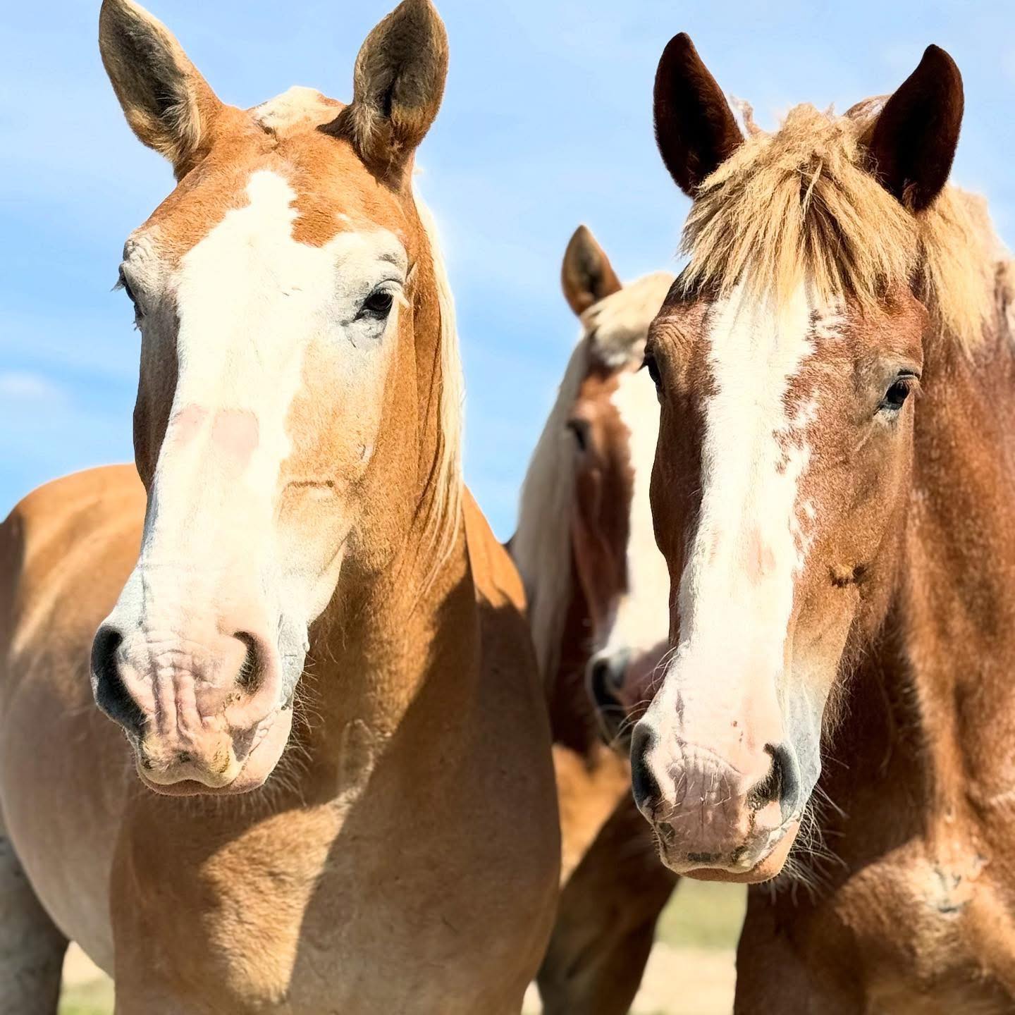 Wildhorse Horse sanctuary on Reels