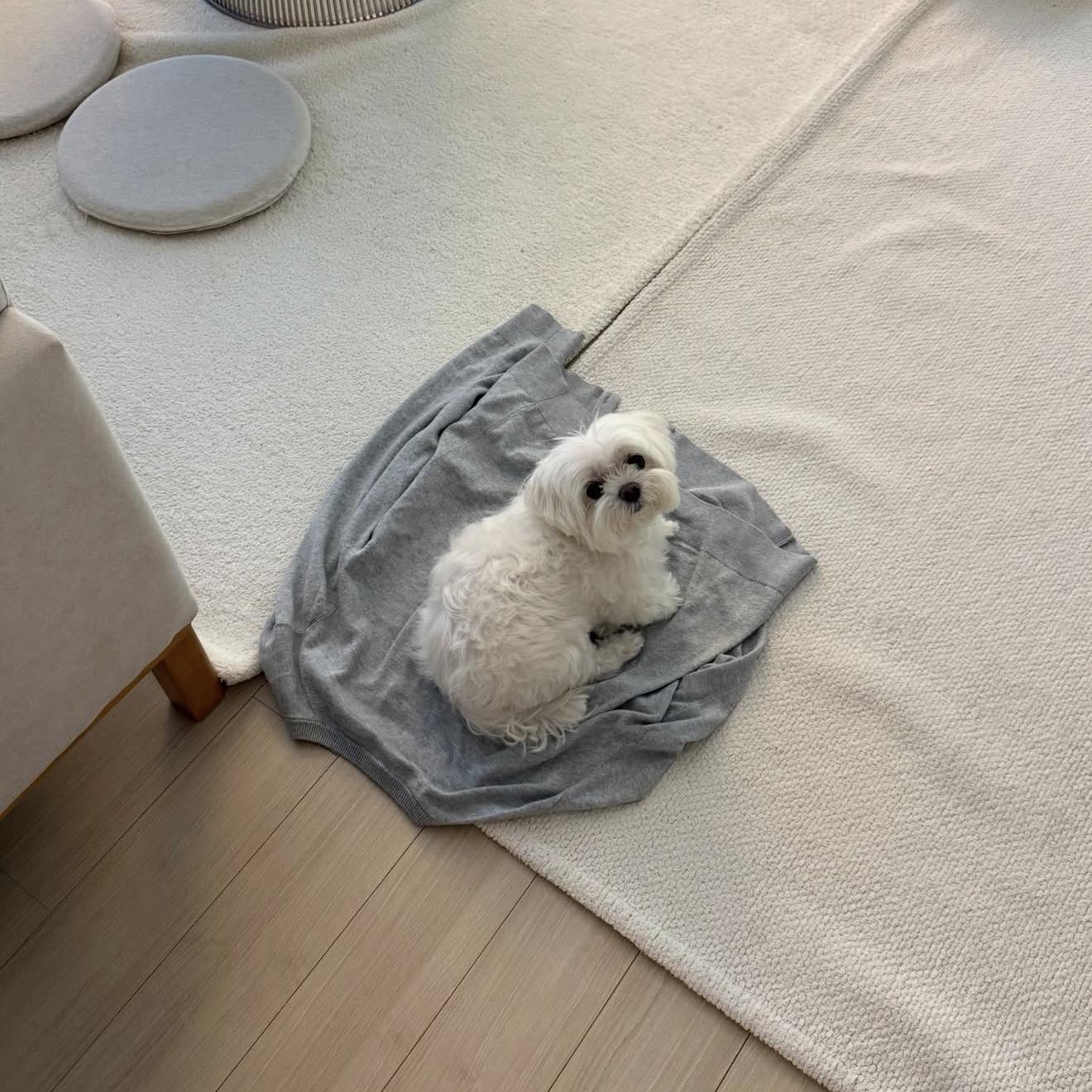 Free Maltese and Shih Tzu dogs for rescue and adoption | Facebook