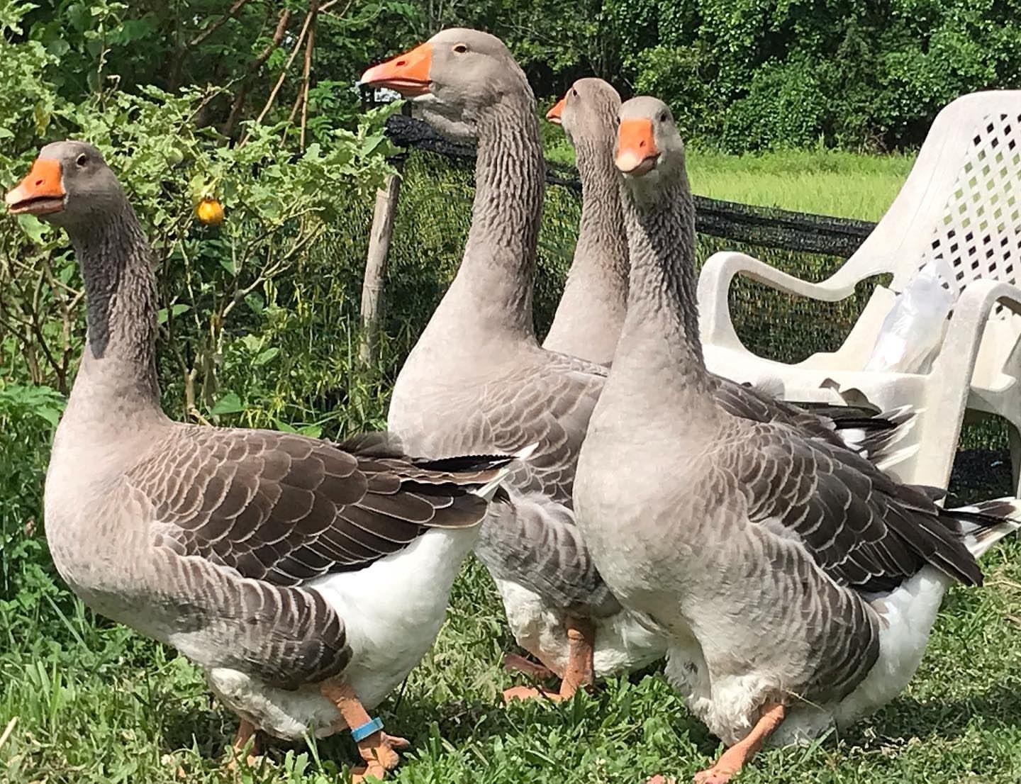 Feather , Fur and Flock