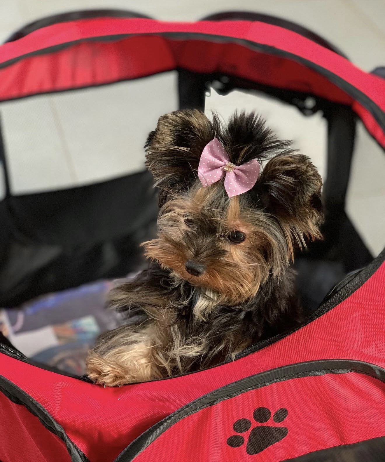 Yorkie first Aid Rescue