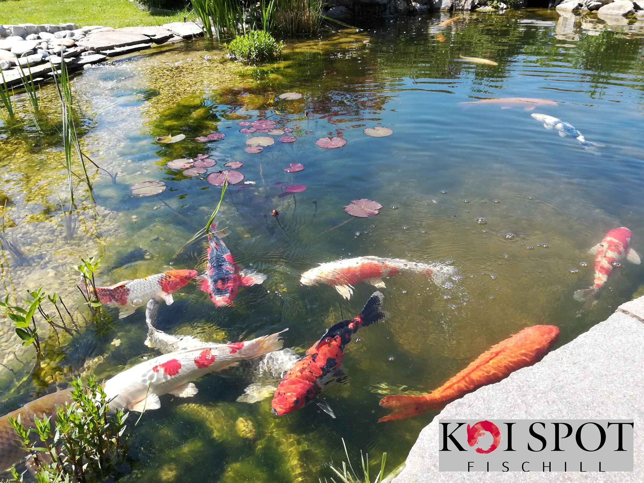 Koi Spot Fischill