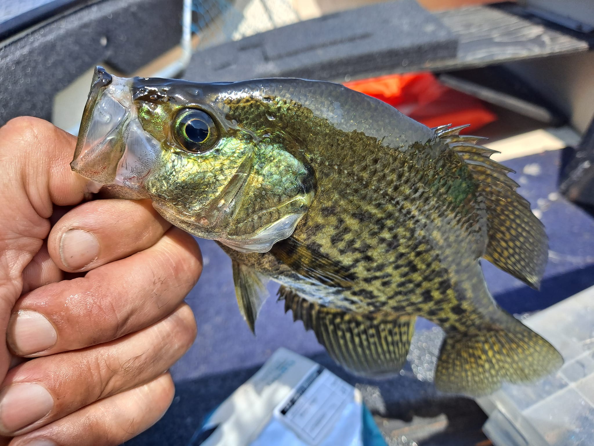 alabama fish trap regulations slat boxes Generic State Saltwater Identification and 50 INCH Ruler Decals (Alabama) : Sports & Outdoors Bait traps legal in Alabama?