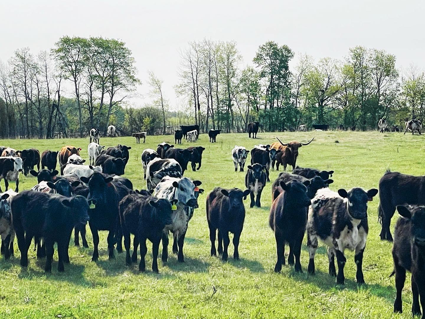 Happy May Long!! We are extending the... - Cool Springs Ranch