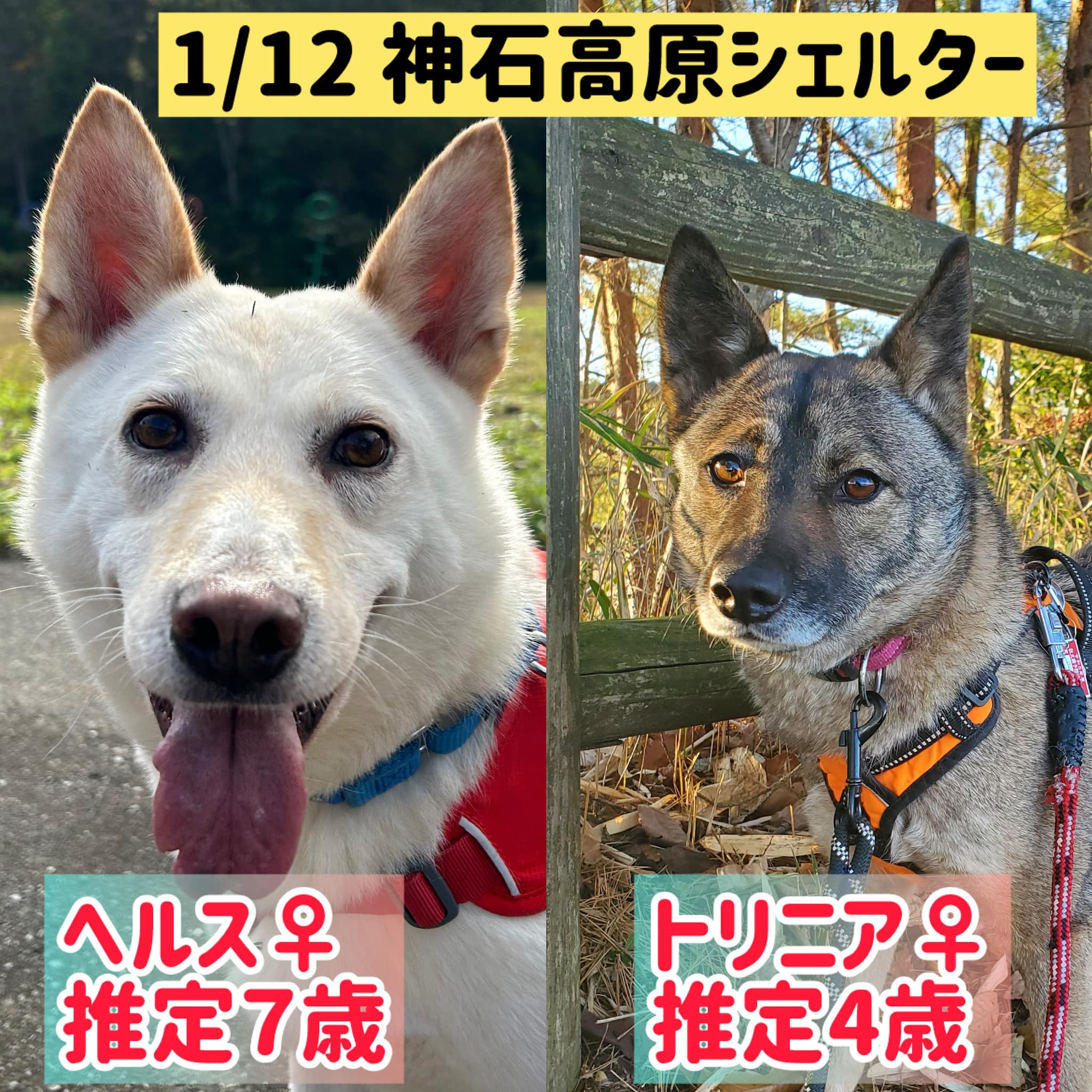 ピースワンコ・ジャパン岡山譲渡センター added a new photo. - ピース 