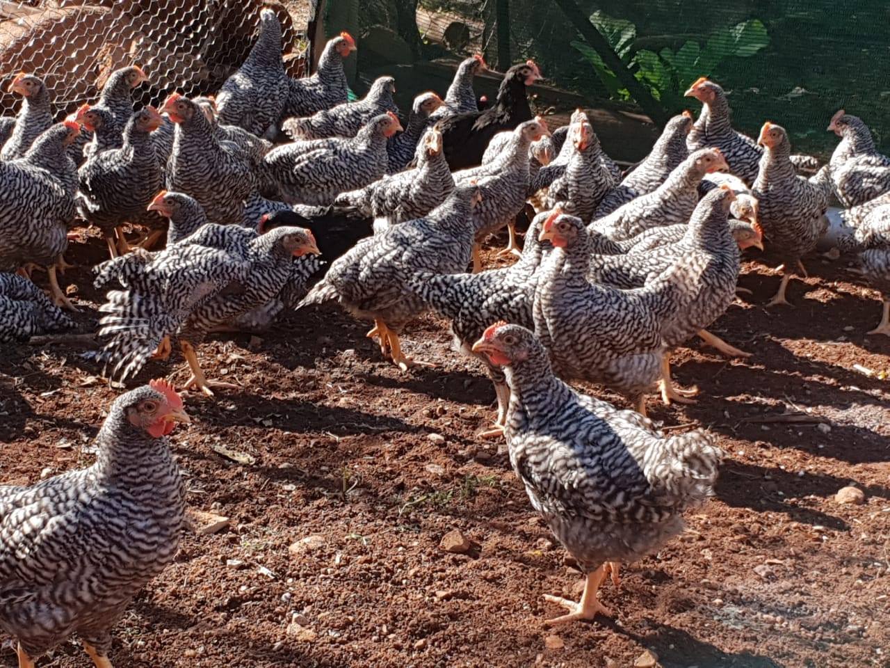 SA Pet Breeders - 9 week old Potch koekoek roosters for sale, R30 each ...