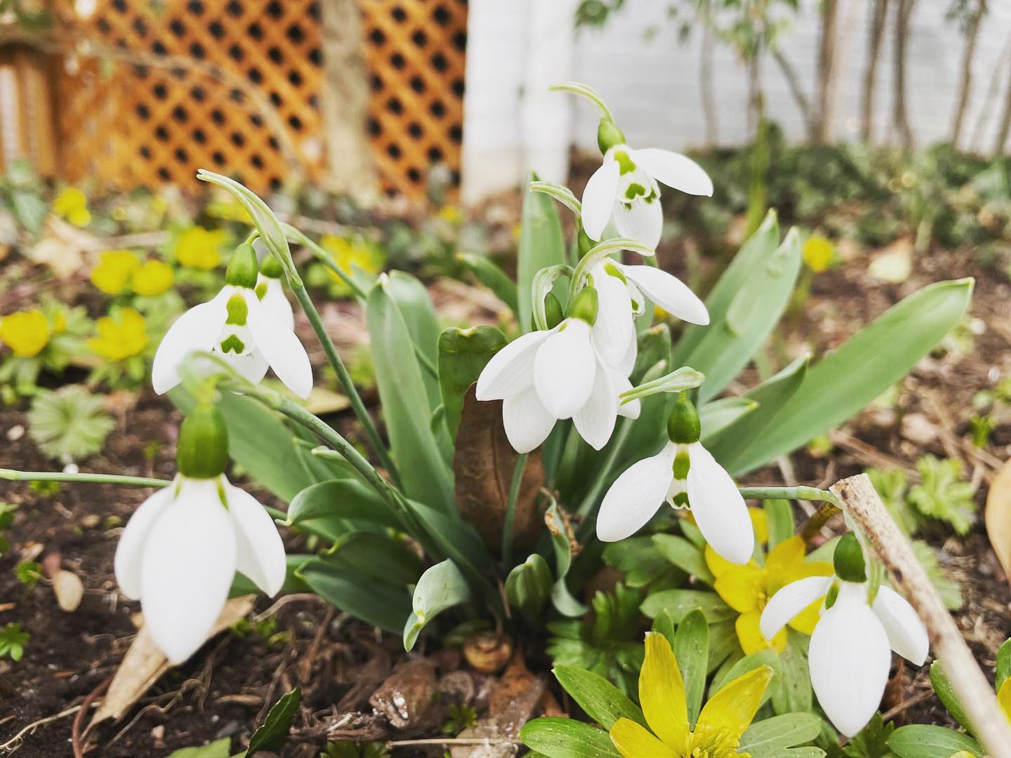 It’s great when our crews can share... - Shorb Landscaping