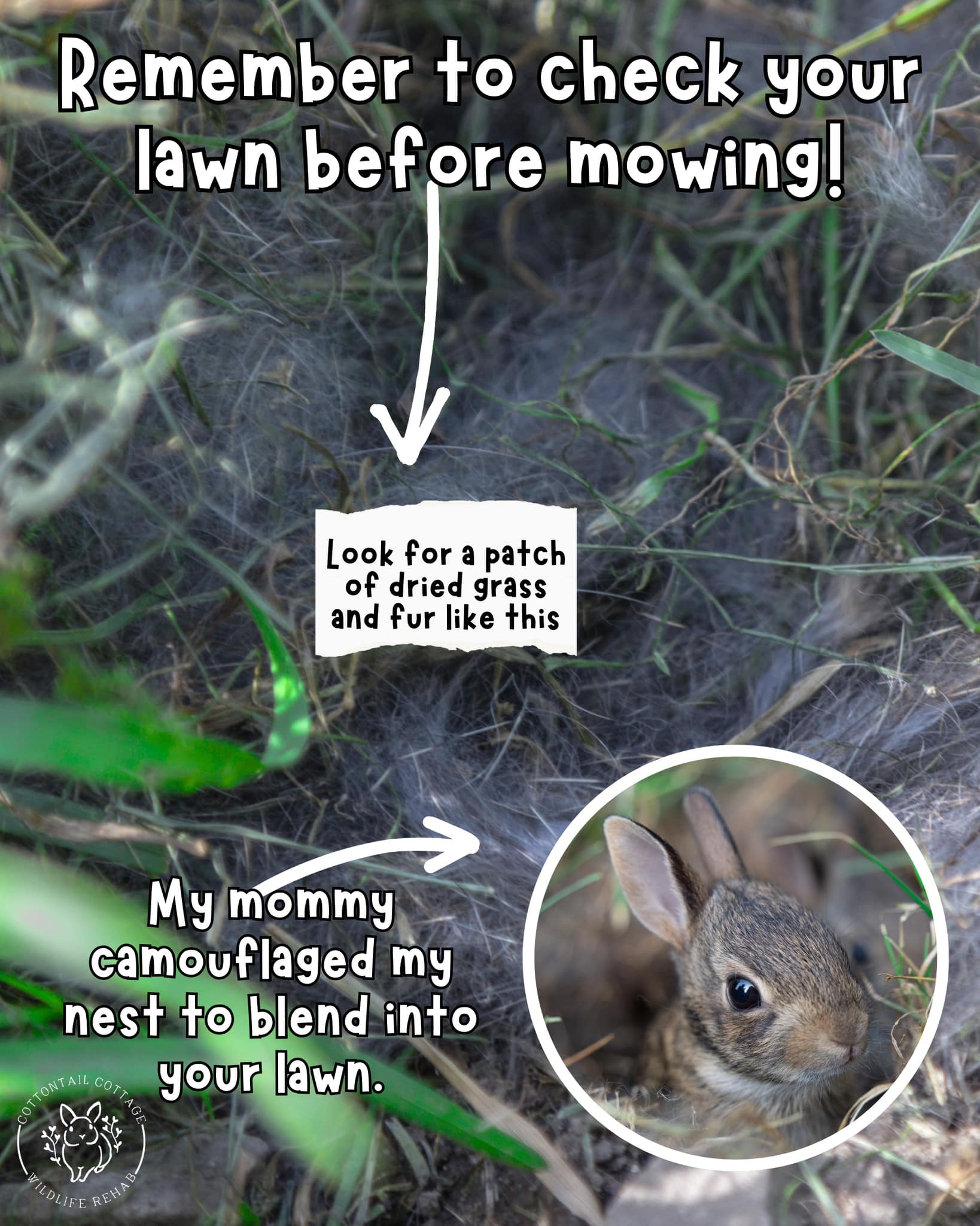 Cottontail - This could be in your lawn right now, can you spot it ...