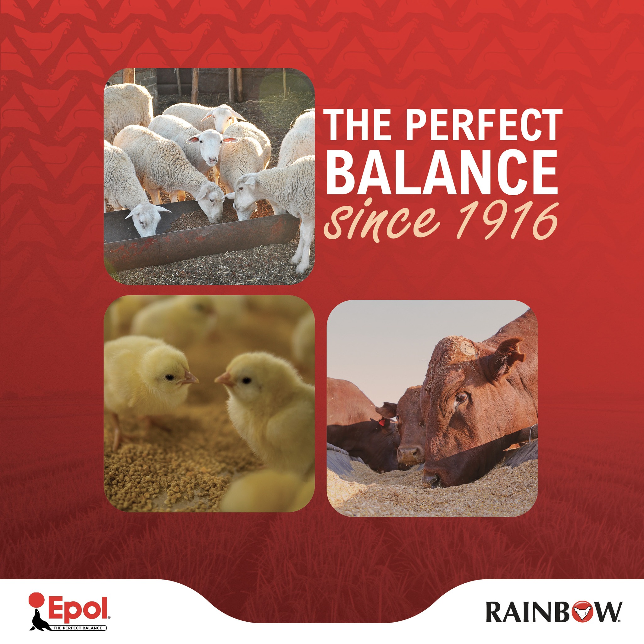 RAINBOW SA - The perfect balance in Animal Feed Since 1916, Farmers ...