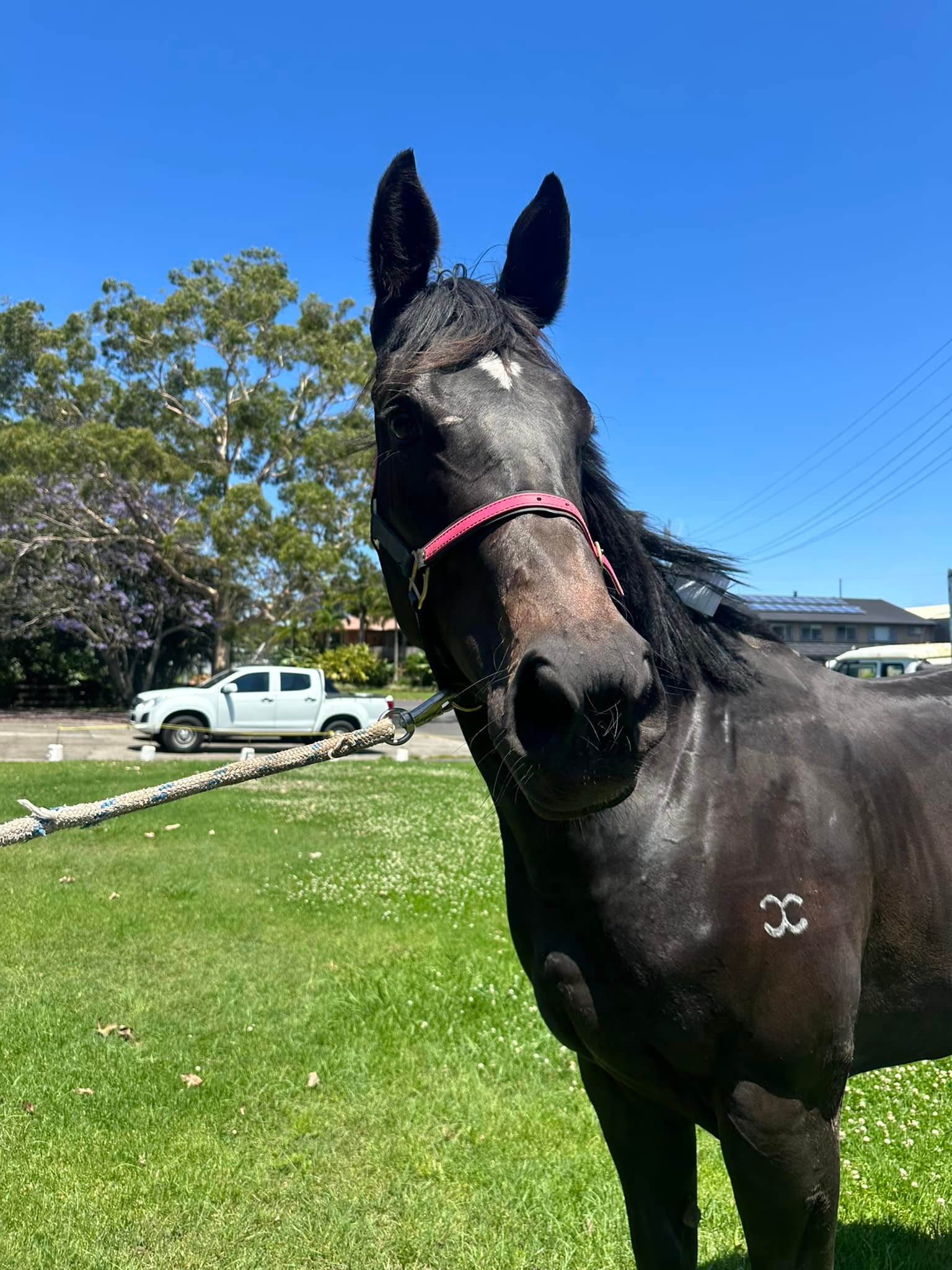 Fry Racing | Gold Coast QLD