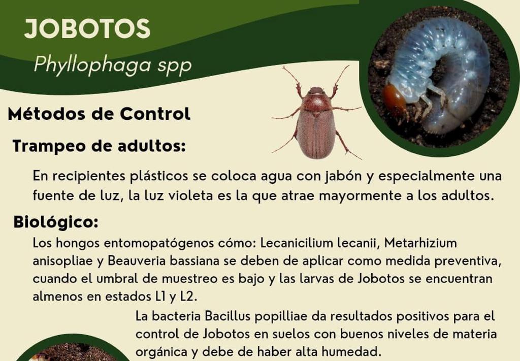 Bioabona - Métodos de #control de la #chiza o #gallina #ciega.