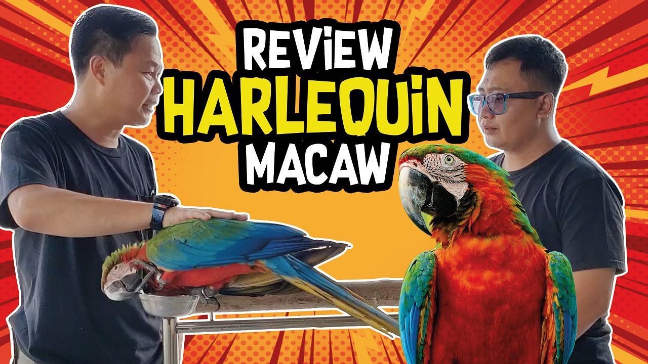First Parrot - Chanel youtube ada di highlight 👆🏻 #firstparrot # ...