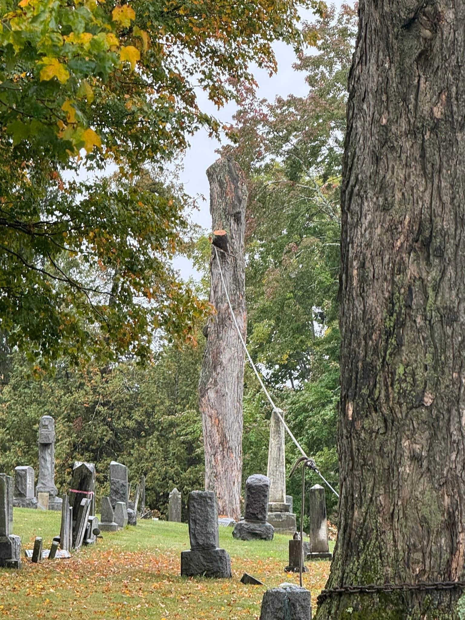 Charlie’s Tree Service Inc | Cuba NY