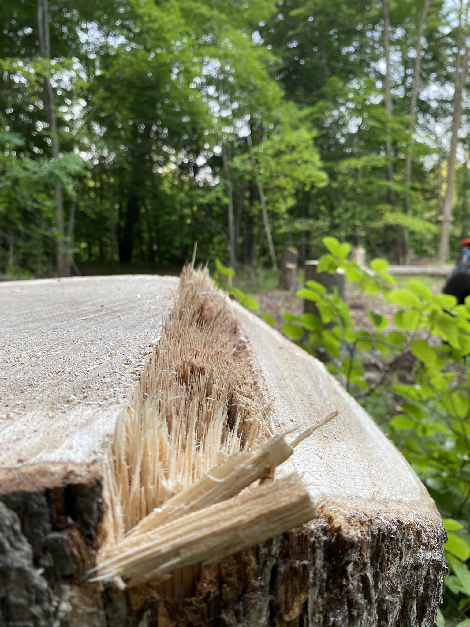Rogue River Tree Service