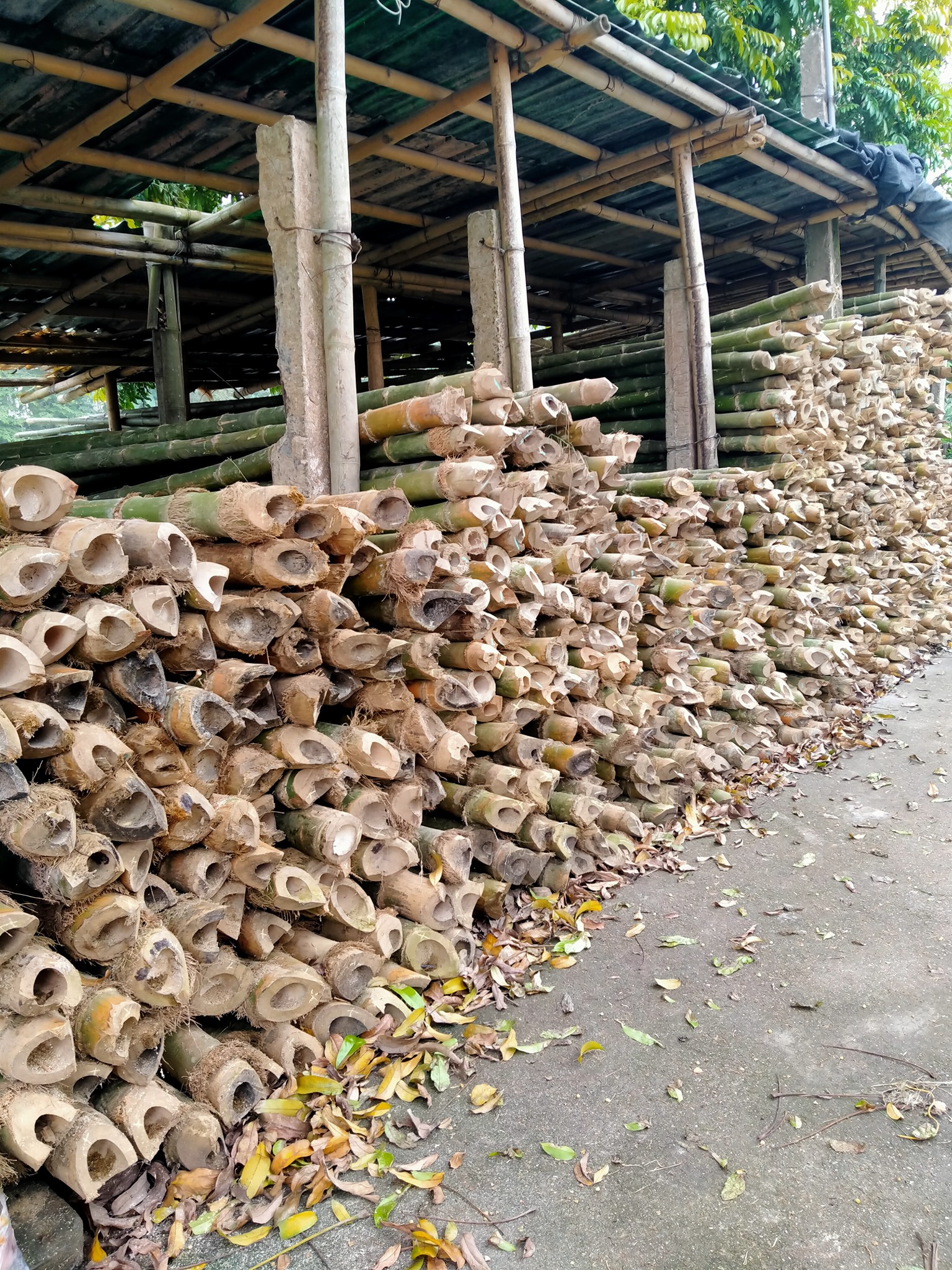 Cọc Tre Xây Dựng | Hai Duong