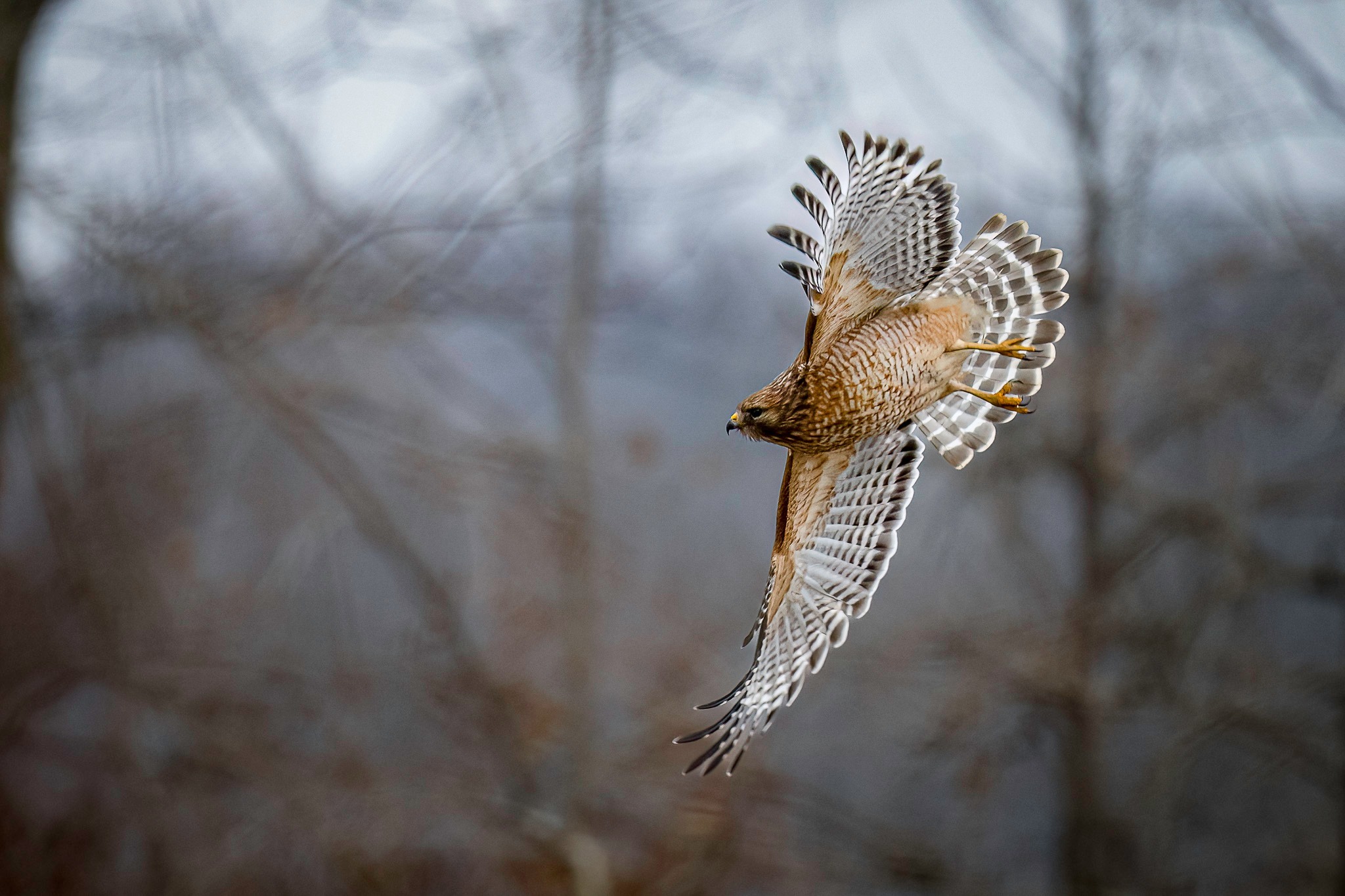 Red-shouldered hawk under-wing and tail feather pattern