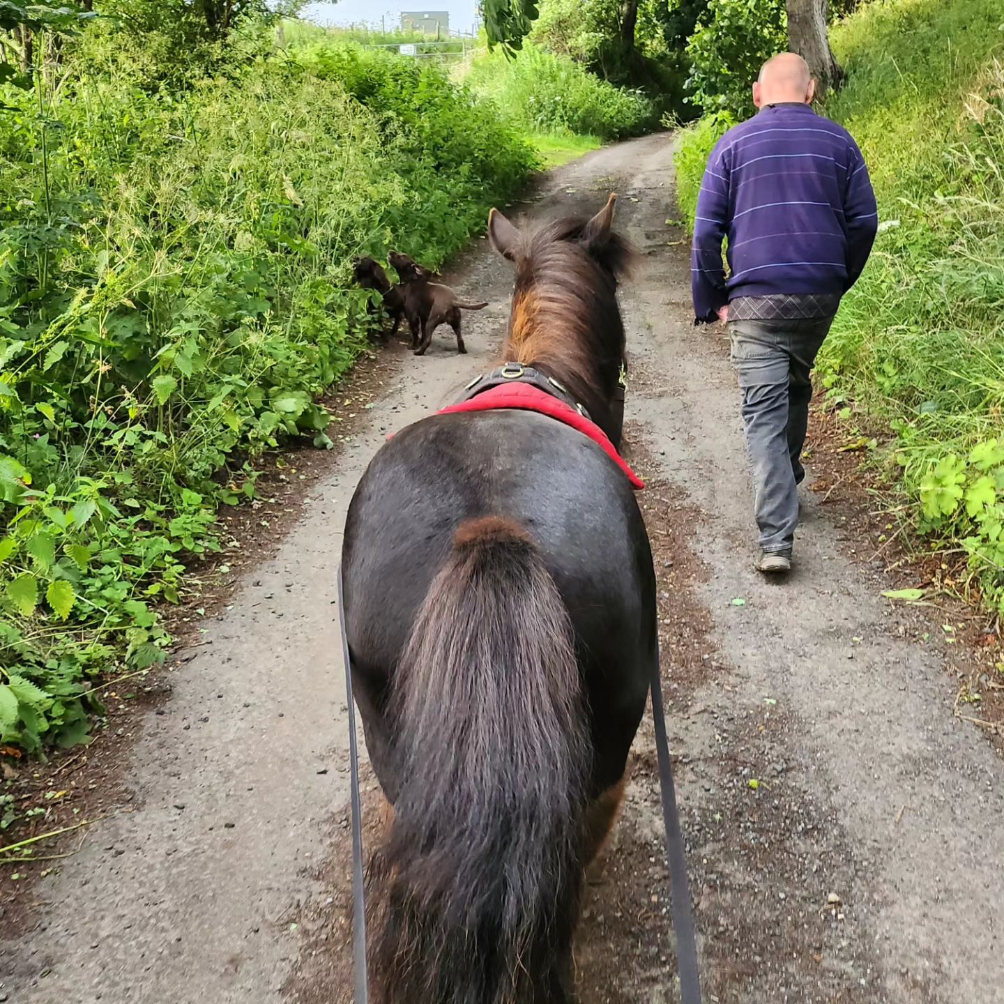 Pondpark Ponies - The boy did well. First real long... | Facebook