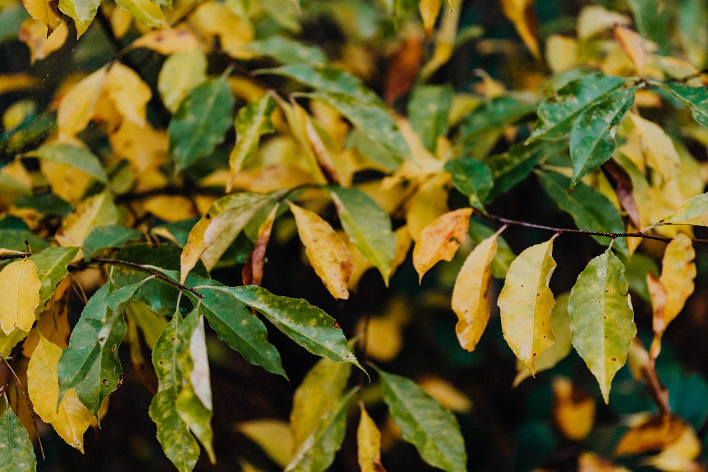 Reaching Higher Tree Care | Atglen PA