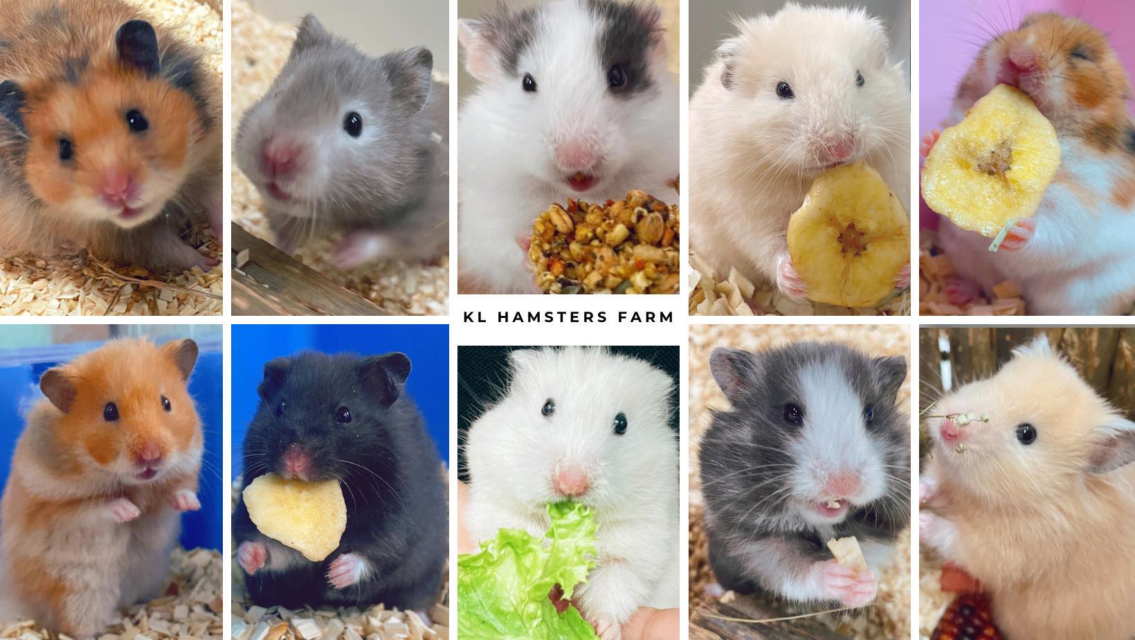 KL Hamsters Farm | Kuala Lumpur