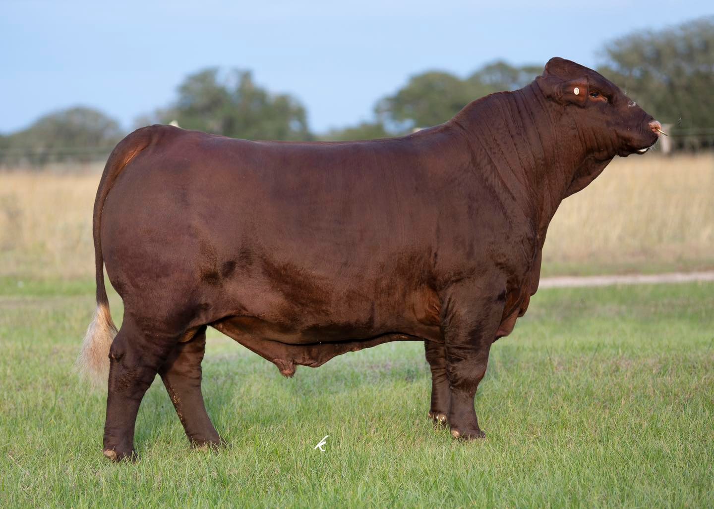 B Square Ranch - We are offering 3 straw packages on one... | Facebook
