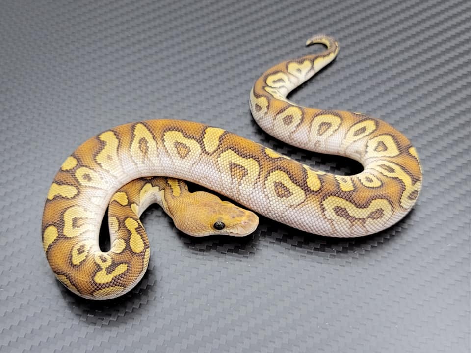 Postal Pythons | Daytona Beach FL