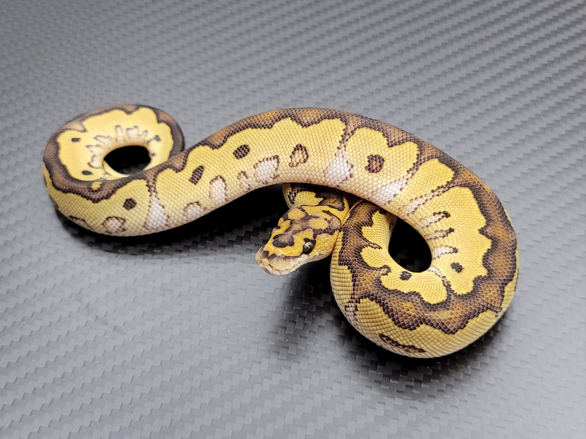 Postal Pythons | Daytona Beach FL
