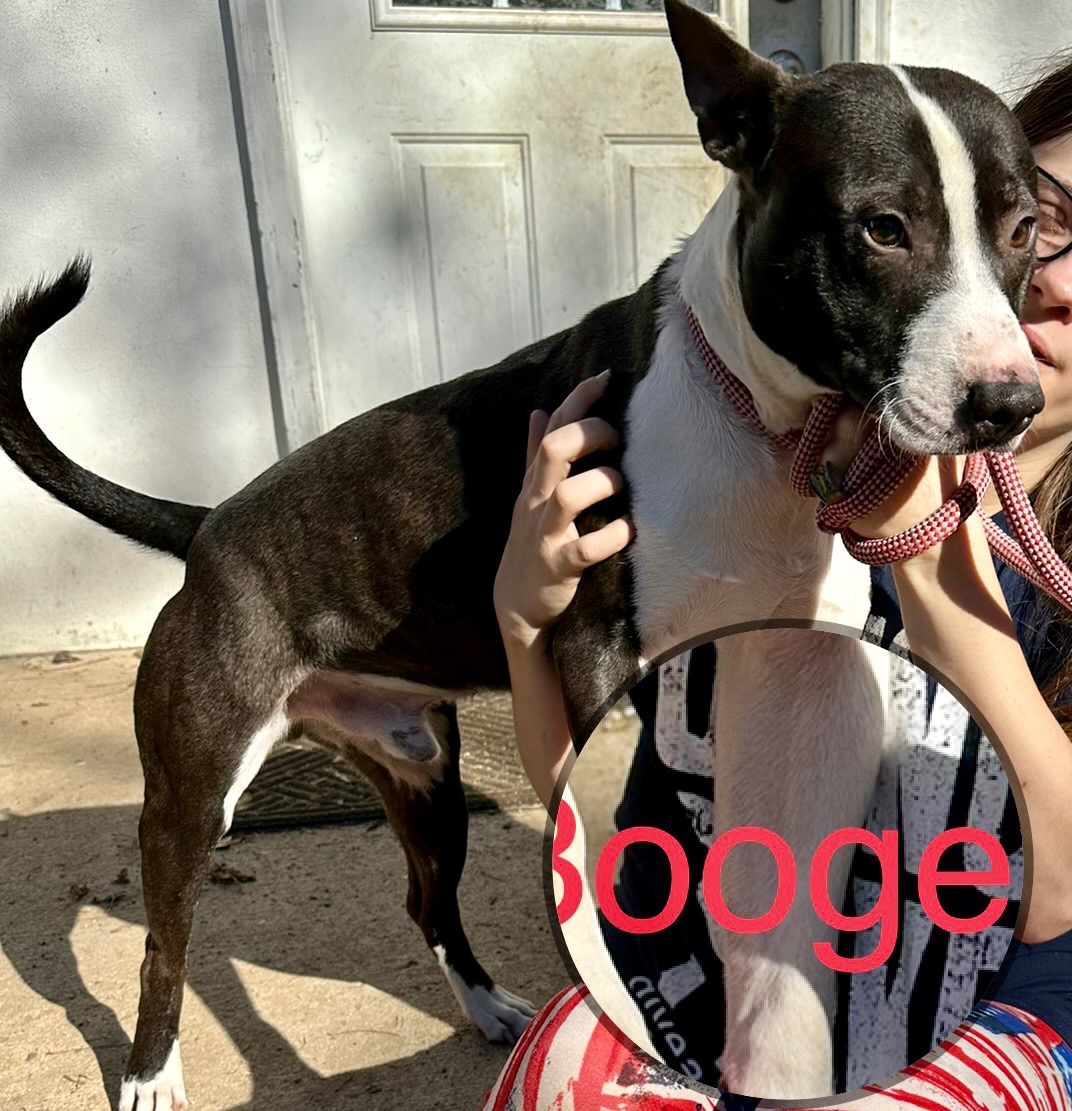Please meet Booge! He is a... - Common Sense for Animals | Facebook