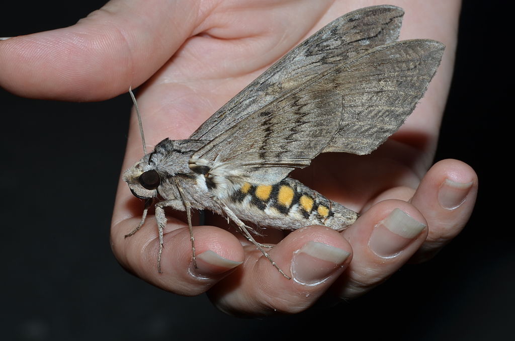 Tobacco Horned Worm caterpillar..and Moth!🥰