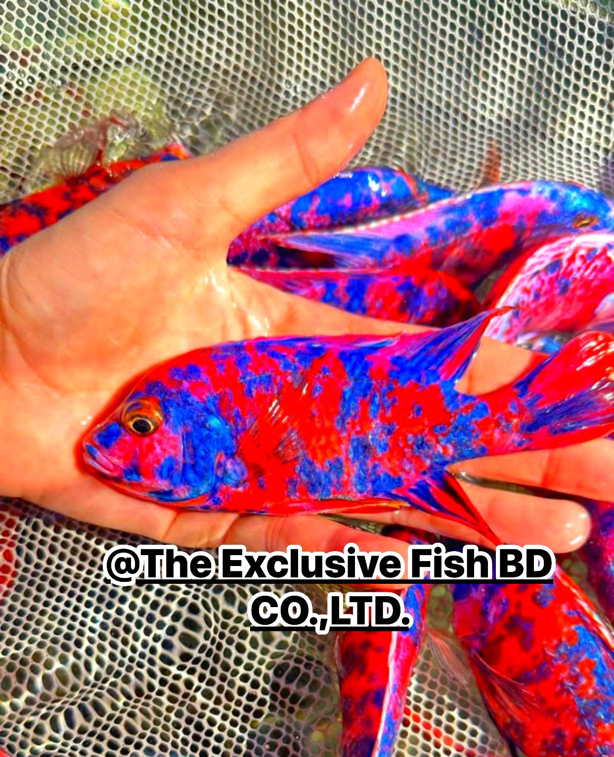 The Exclusive Fish BD CO.,LTD. | Dhaka