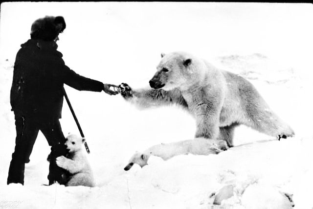 Remember, the polar bears have been moved by the zoo to a pool
