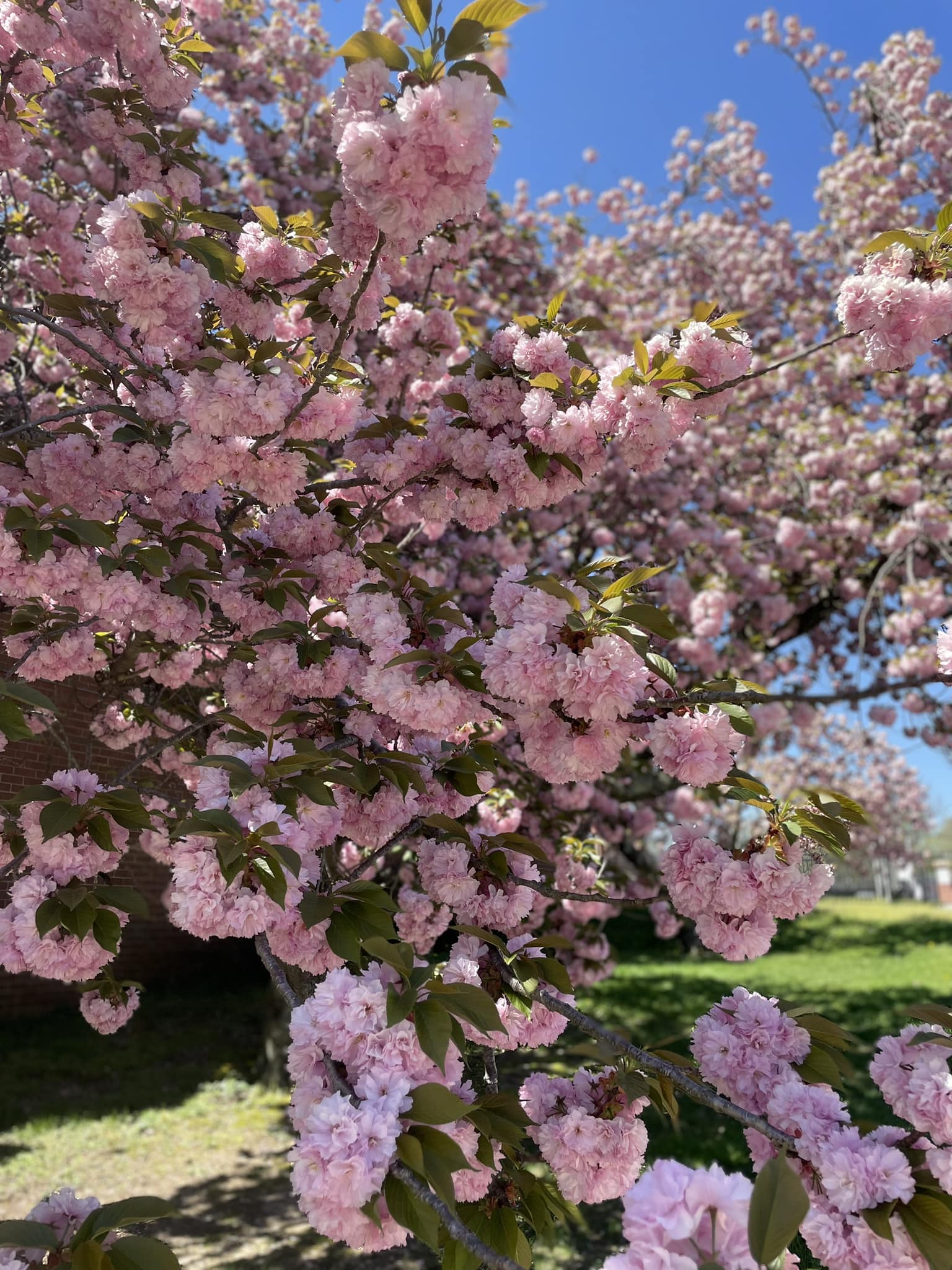 Looks like love is right on time 💖 A Season to Blossom starts now!