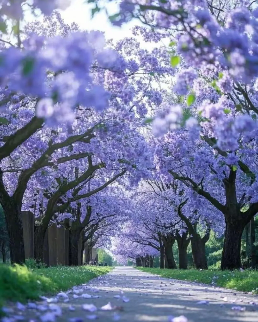 China - 蓝花楹大道 #flowers #tree #Spring | Facebook