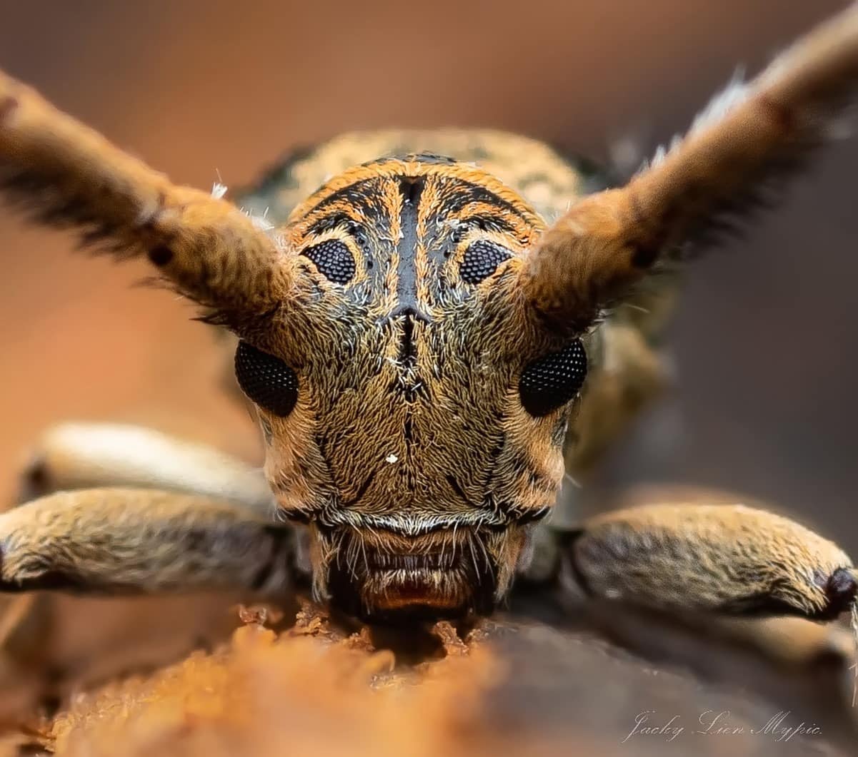 Rhytiphora nigrovirens beetle found in Victoria Australia